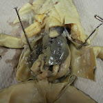 dissect10.jpg