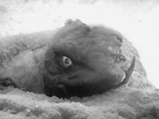 [Gammera-Emerges-from-the-Ice2.jpg]
