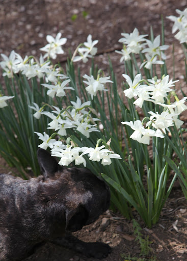 You don't need to sniff each and every one, Franny!  Let's cut them quickly so we can hurry them into to the house before they wilt!
