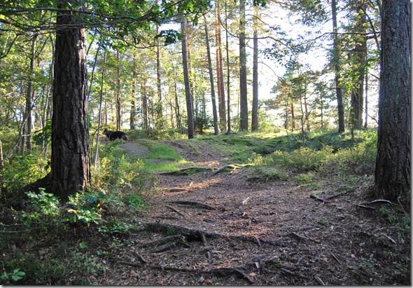 Tur i skogen sept 11 072