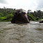 Sumatran Elephant