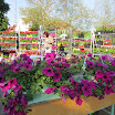 viragvasar_2010_04.jpg