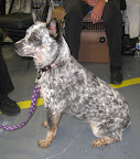 Australian Cattle Dog