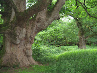 Birnam Oak