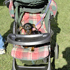 2006 Chamber Fall Festival