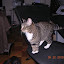cats_chance_2010-05-22_05.JPG