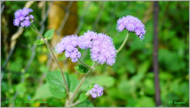 花草 花草