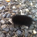 Wooly Bully Caterpillar