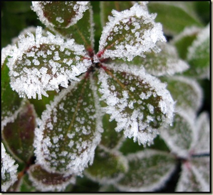 Frosted leaves