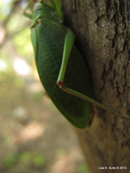 katydid knee katydid knee
