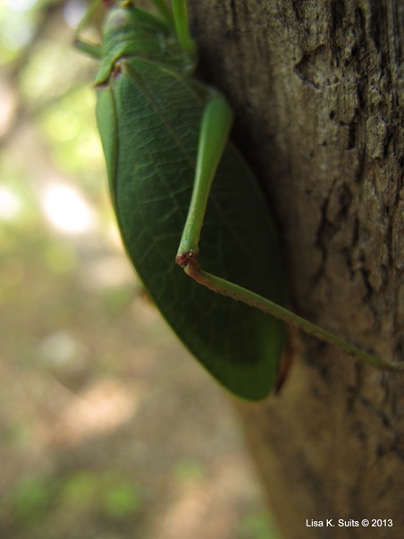 katydid knee