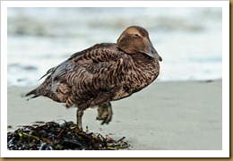 - Common Eider 2 D3B_8357 November 10, 2011 NIKON D3S