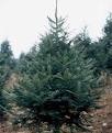 [balsam%2520fir%255B2%255D.jpg]