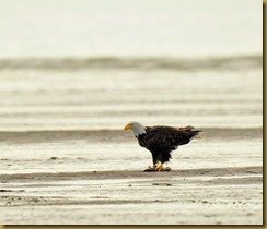 untitled Bald Eagle on Fish_ROT1446 September 01, 2011 NIKON D3S