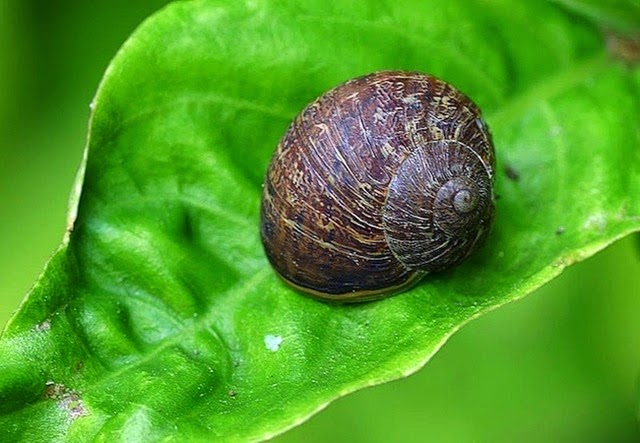 [snails%255B8%255D.jpg]
