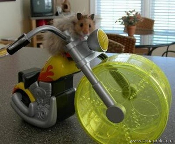 foto Balap Hamster
