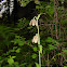 Chocolate Lily