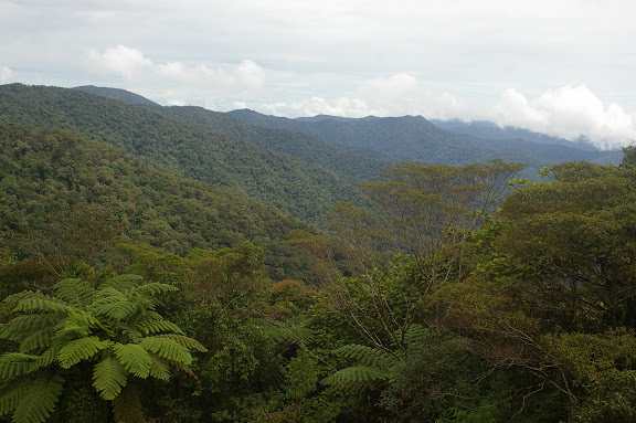 Crocker Range, 30 km nord-ouest de Tambunan (Sabah, Malaisie, Bornéo), 18 août 2011. Photo : J.-M. Gayman