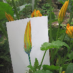 vegie_artworks_10 - 055.jpg