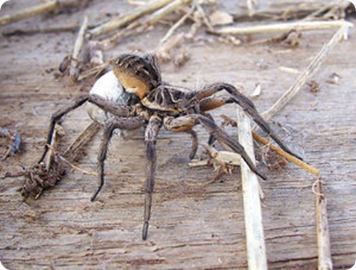 araña araña