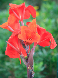 Flowers in Central Square, Antigua. Photos by TOM HART