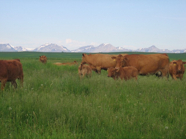 [Cow%2520095%255B3%255D.jpg]