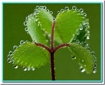 Gotas de saúde Gotas de saúde
