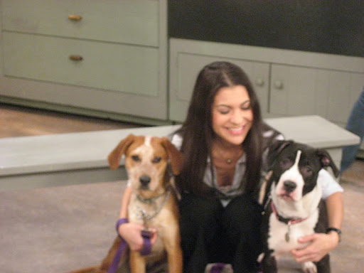 It must have been while filming this shot that camera man Chris fell in love with Caboose, the redhead on the left. Chris took his wife and son to meet him last weekend and have now adopted him!! Sweet Oreo still need a home though. It must have been while filming this shot that camera man Chris fell in love with Caboose, the redhead on the left. Chris took his wife and son to meet him last weekend and have now adopted him!! Sweet Oreo still need a home though.