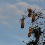 Oropendola nests