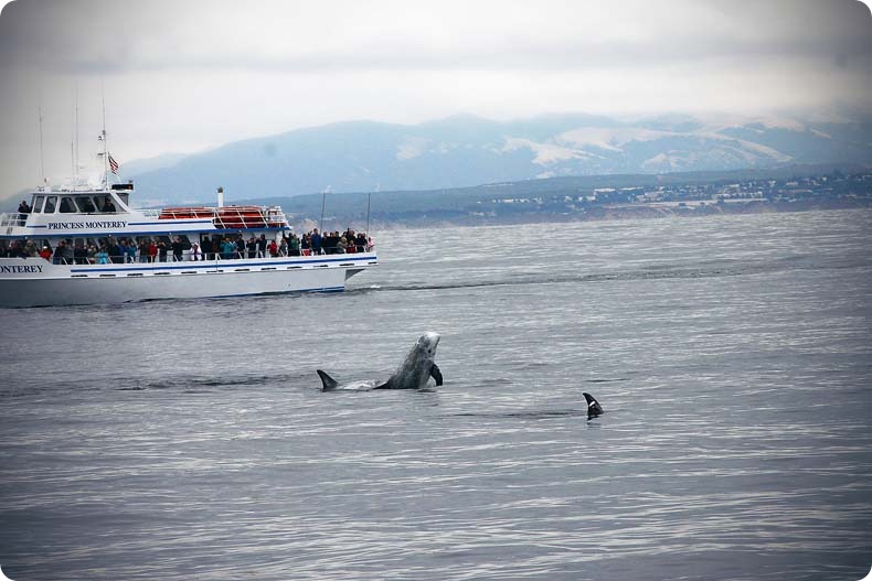 dolphin dolphin