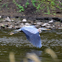 great blue heron