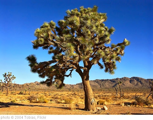 'Joshua Tree National Park' photo (c) 2004, Tobias - license: https://creativecommons.org/licenses/by/2.0/