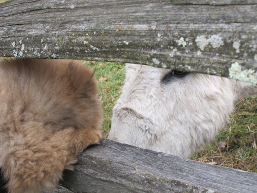 So far, Clive, now that Franny is warming up to me a little, the farm seems to be the perfect place to live.