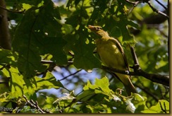 Scarlet Tanager