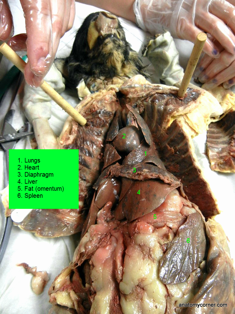 Respiratory System | Anatomy Corner