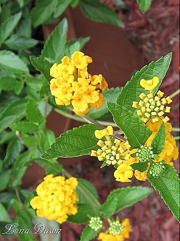 [Lantana_Yellow%255B8%255D.jpg]