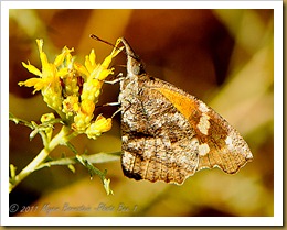 American Snout Butterfly_ROT4658  NIKON D3S September 16, 2011