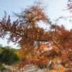DSC02940.jpg