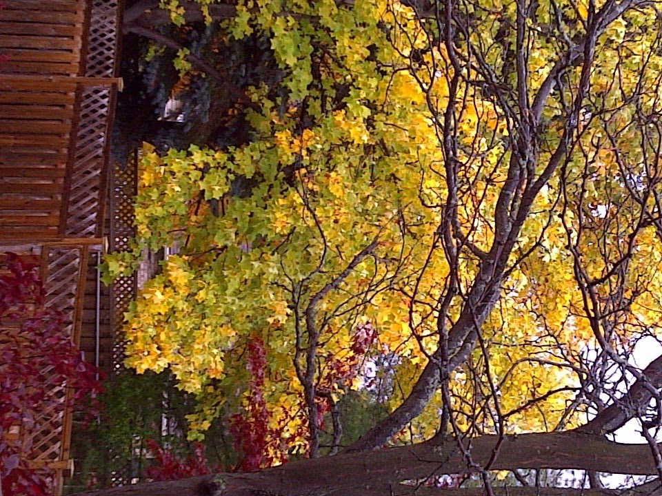 [DrippingTree%255B5%255D.jpg]