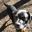 DogPark-05.jpg