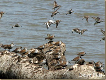 magee marsh goodies_086