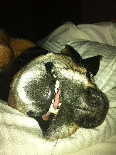 If you'd like your senior included in the music video just email your pooch's photo with his/her name and the shelter/rescue from which you adopted your loyal friend. (send to Doug@DougRatner.com) If you'd like your senior included in the music video just email your pooch's photo with his/her name and the shelter/rescue from which you adopted your loyal friend. (send to Doug@DougRatner.com)
