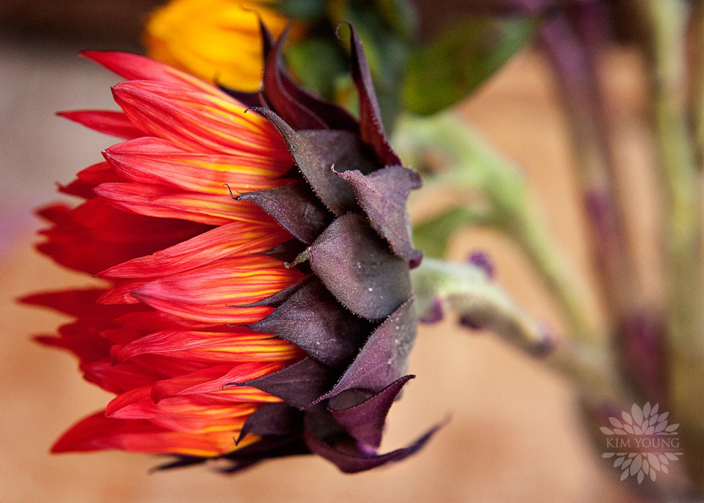 [Sunflower-web%255B3%255D.jpg]