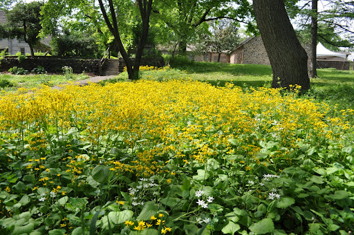 Spring Ephemerals