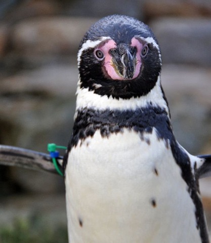 [Dippy%2520Jan%252011%255B5%255D.jpg]