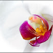 moth orchid 6.jpg