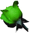 Green Rose Wallpaper