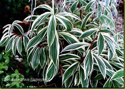 Costus_speciosus  variegado