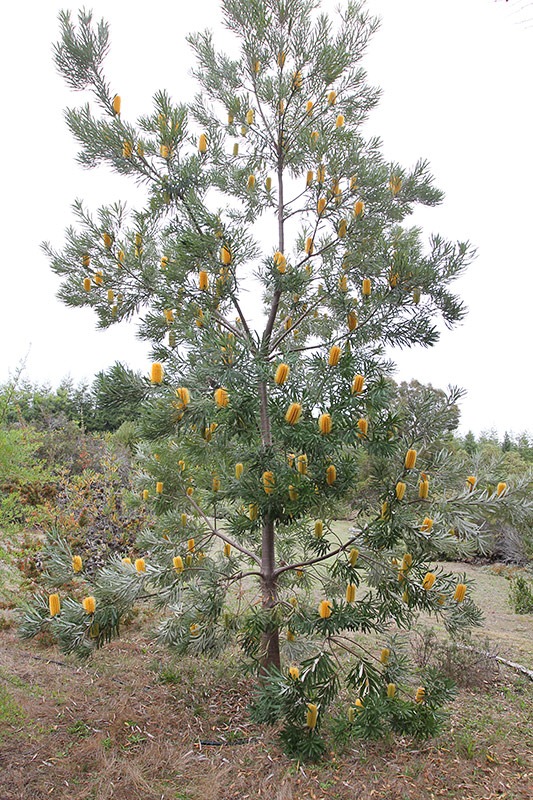 [111015_Santa-Cruz_UCSCA_Banksia-attenuata_02%255B3%255D.jpg]