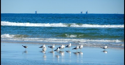 padre island national seashore reviews